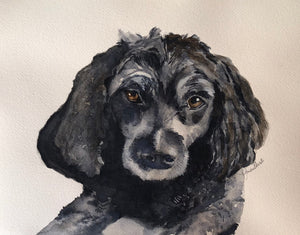 Pet Portraits by Commission