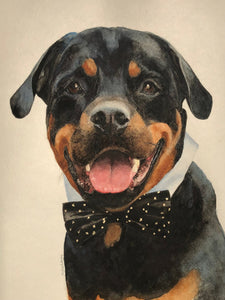 Pet Portraits by Commission